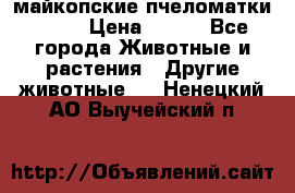  майкопские пчеломатки F-1  › Цена ­ 800 - Все города Животные и растения » Другие животные   . Ненецкий АО,Выучейский п.